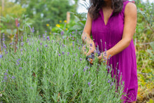 Load image into Gallery viewer, Lavender Tallow Soap