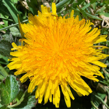 Load image into Gallery viewer, Dandelion Shampoo & Body Bar