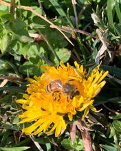 Load image into Gallery viewer, Spring Dew Toner