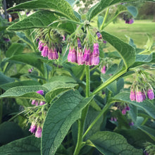 Load image into Gallery viewer, Comfrey & Chamomile Lotion Bar