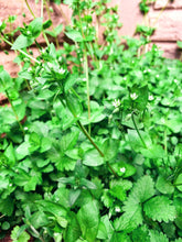 Load image into Gallery viewer, Spring Dew Toner