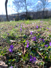Load image into Gallery viewer, Sweet Violet Whipped Tallow Body Butter
