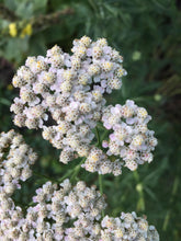 Load image into Gallery viewer, Happy Camper Bug Spray