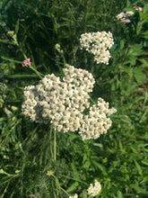 Load image into Gallery viewer, Wound Care Salve