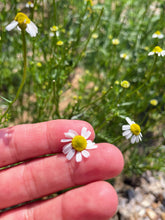 Load image into Gallery viewer, Herbal Hand Rescue
