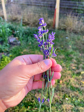Load image into Gallery viewer, Herbal Hand Rescue