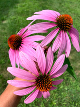 Load image into Gallery viewer, Wound Care Salve