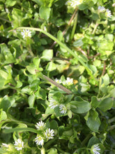 Load image into Gallery viewer, Skin Support Salve