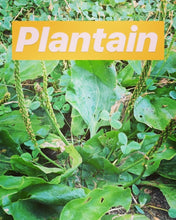 Load image into Gallery viewer, Wound Care Salve