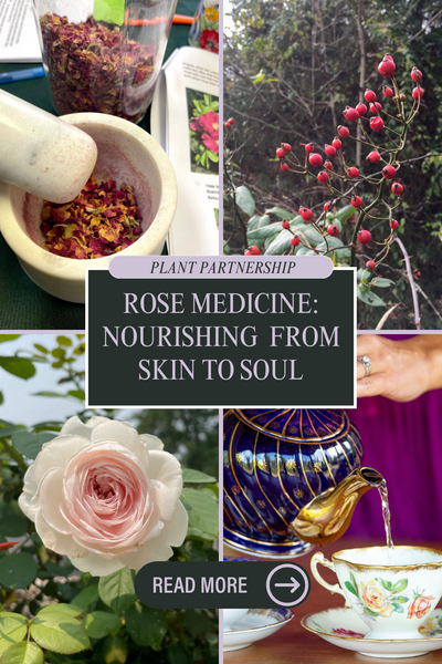 Rose Medicine: Nourishing from Skin to Soul