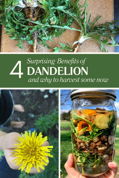 4 Surprising Benefits of Dandelion and Why to Harvest Some Now