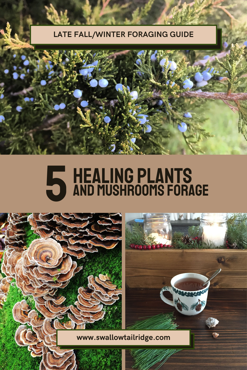 5 Wild Finds to Forage in Late Fall/Winter – Swallowtail Ridge